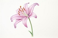 Blossom flower plant lily. AI generated Image by rawpixel.