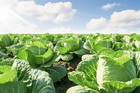 Vegetable field outdoors. 