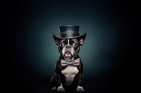 Dog portrait bulldog mammal. AI generated Image by rawpixel.