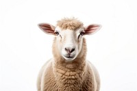 Animal livestock mammal sheep. AI generated Image by rawpixel.
