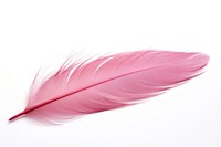 Feather white background lightweight accessories. 