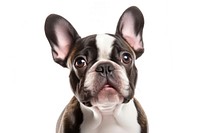 French bulldog animal mammal pet. 