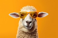 Sunglasses livestock animal mammal. 