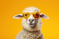 Sheep sunglasses livestock animal. 