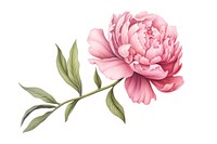 Flower drawing plant peony. AI generated Image by rawpixel.