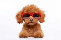 Poodle puppy sunglasses mammal. 