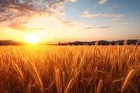 Field agriculture landscape outdoors. 