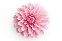 Flower chrysanths blossom dahlia. AI generated Image by rawpixel.