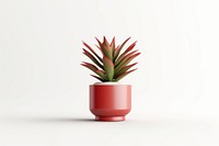 Potted plant aloe vase white background. AI generated Image by rawpixel.