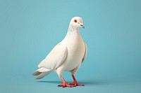 White pigeon animal bird wildlife. 