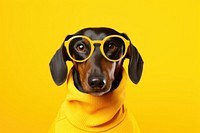 Glasses dachshund animal mammal. 