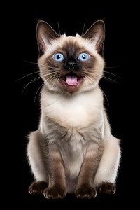 Siamese animal mammal cute. AI generated Image by rawpixel.