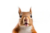 Squirrel animal mammal rodent. AI generated Image by rawpixel.