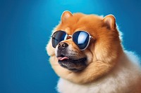 Sunglasses mammal animal puppy. AI generated Image by rawpixel.