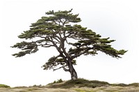 Tree plant pine tranquility. AI generated Image by rawpixel.