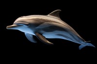 Dolphin animal mammal fish. AI generated Image by rawpixel.