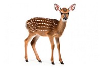 Wildlife animal mammal deer. 