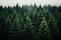 Forest tree backgrounds outdoors. AI generated Image by rawpixel.