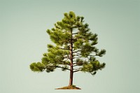 Tree pine plant fir. 