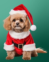 Dog christmas costume mammal. AI generated Image by rawpixel.