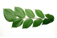 Tree plant green leaf. AI generated Image by rawpixel.