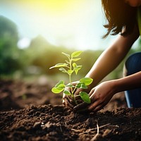 Planting garden gardening outdoors. 