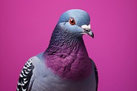 Pigeon animal bird wildlife. AI generated Image by rawpixel.