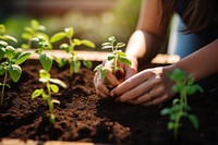 Planting garden gardening outdoors. 