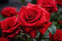 Rose flower plant rain. 