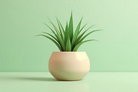 Plant aloe vase houseplant. 