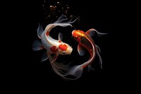 Fish koi animal carp. 