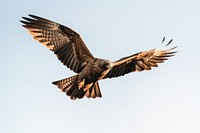 Flying bird buzzard vulture. AI generated Image by rawpixel.