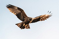 Flying bird buzzard vulture. 