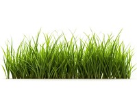 Grass plant lawn white background. AI generated Image by rawpixel.