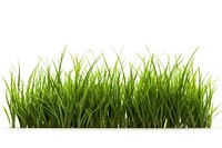 Grass plant lawn white background. 