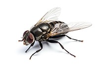 Fly animal insect nature. AI generated Image by rawpixel.