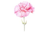 Flower carnation plant inflorescence. AI generated Image by rawpixel.