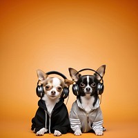 Headphones dog chihuahua mammal. 