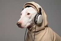 Headphones headset animal mammal. 