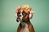 Boxer dog bulldog animal. AI generated Image by rawpixel.