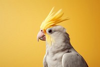 Bird cockatiel cockatoo animal. 