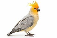 Bird cockatiel cockatoo animal. AI generated Image by rawpixel.