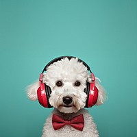 Headphones dog portrait mammal. 