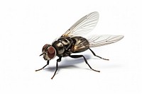Fly housefly animal insect. AI generated Image by rawpixel.
