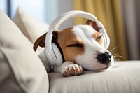 Headphones dog sleeping headset. AI generated Image by rawpixel.