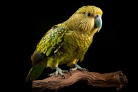 Animal parrot bird budgerigar. 