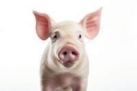 Pig animal mammal portrait. AI generated Image by rawpixel.