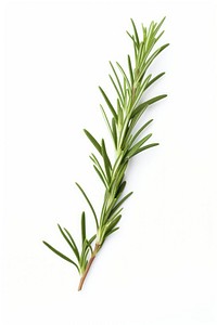 Herbs rosemary plant white background. 