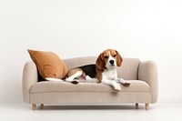 Furniture cushion beagle mammal. AI generated Image by rawpixel.