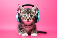 Headphones kitten mammal animal. 